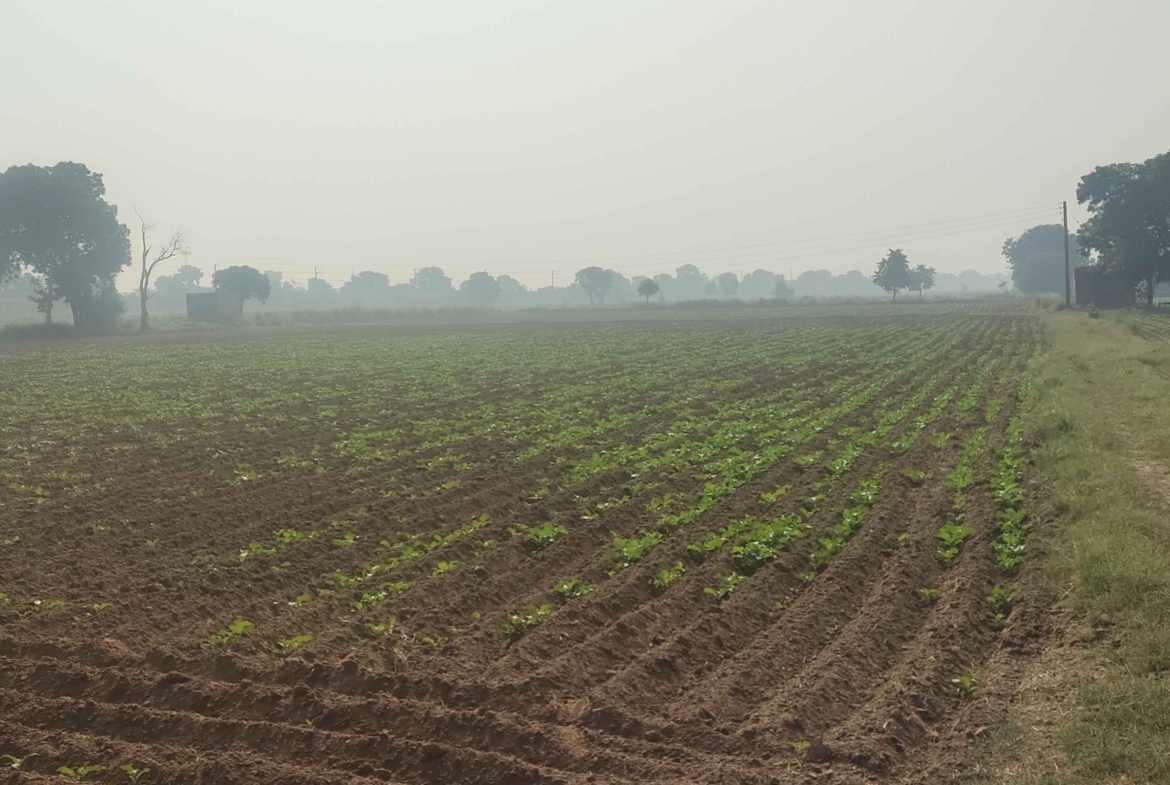 Cheap Agricultural Land For Sale In Haryana Near Gurawara Rewari Jhajjar Highway