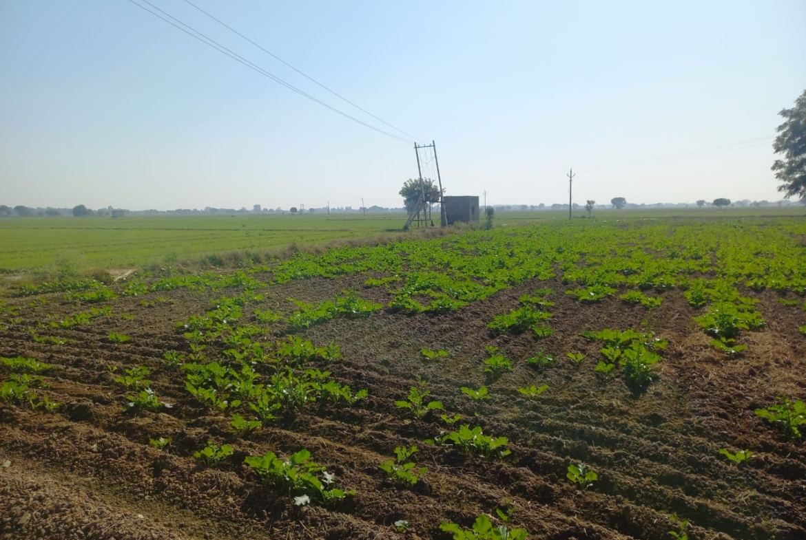 Cheap Agricultural Farmhouse Land for Sale Near Pataudi Gurgaon Haryana