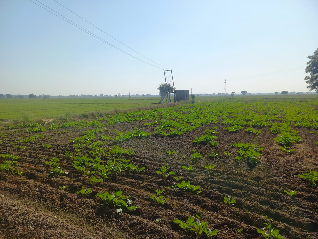 Cheap Agricultural Farmhouse Land for Sale Near Pataudi Gurgaon Haryana
