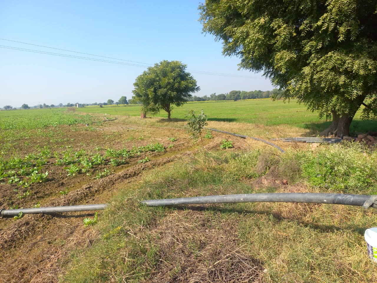 Cheap Agricultural Farmhouse Land for Sale Near Pataudi Gurgaon Haryana