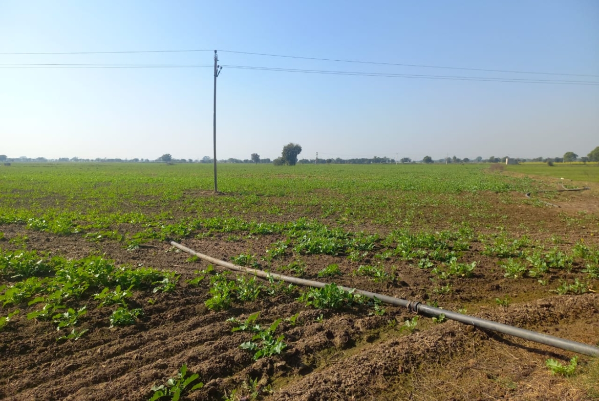 Cheap Agricultural Farmhouse Land for Sale Near Pataudi Gurgaon Haryana