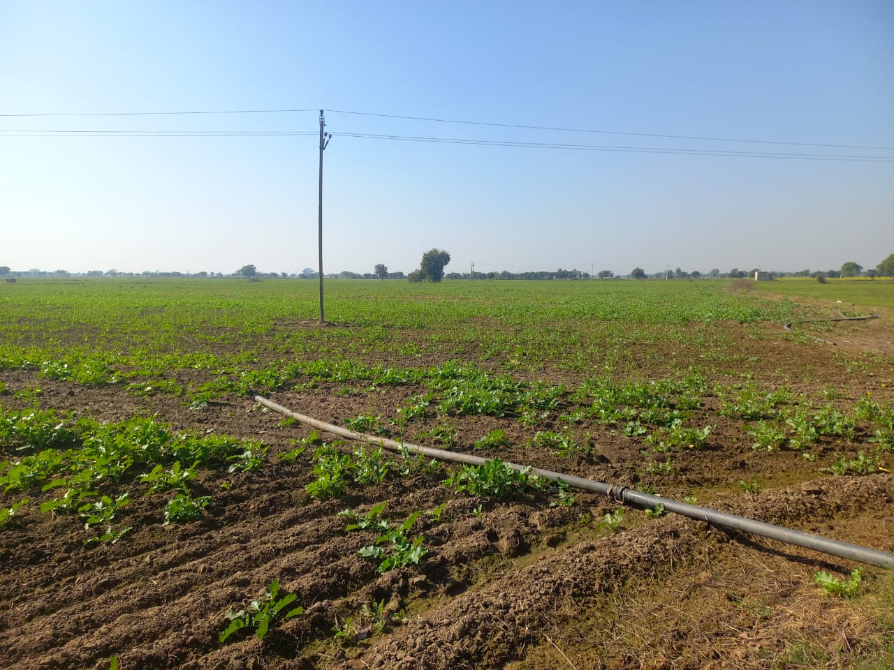 Cheap Agricultural Farmhouse Land for Sale Near Pataudi Gurgaon Haryana