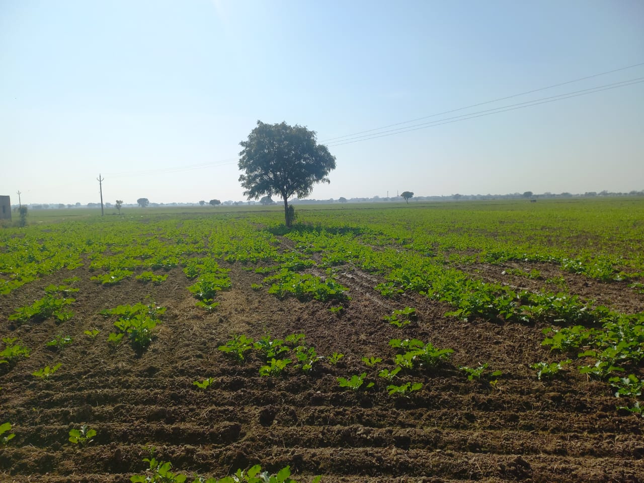 Cheap Agricultural Farmhouse Land for Sale Near Pataudi Gurgaon Haryana