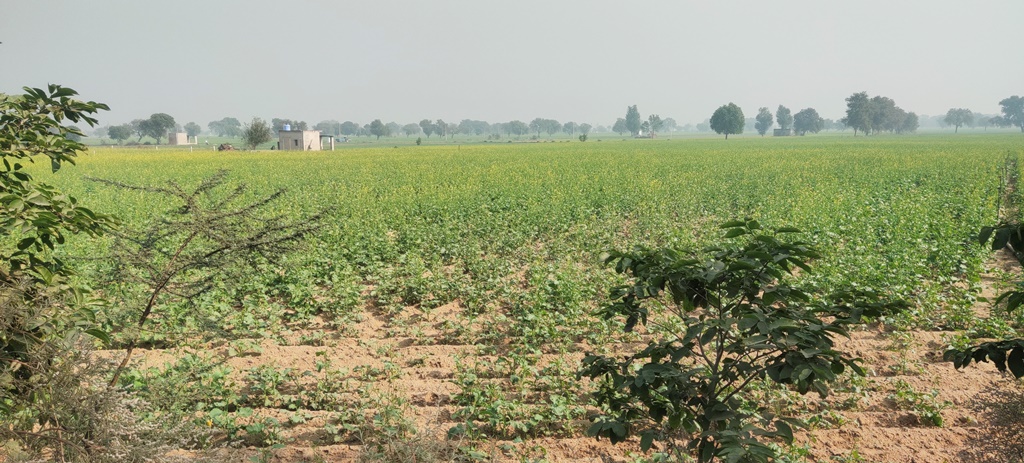 Cheap Agricultural Land For Sale Near Jatusana Rewari Haryana