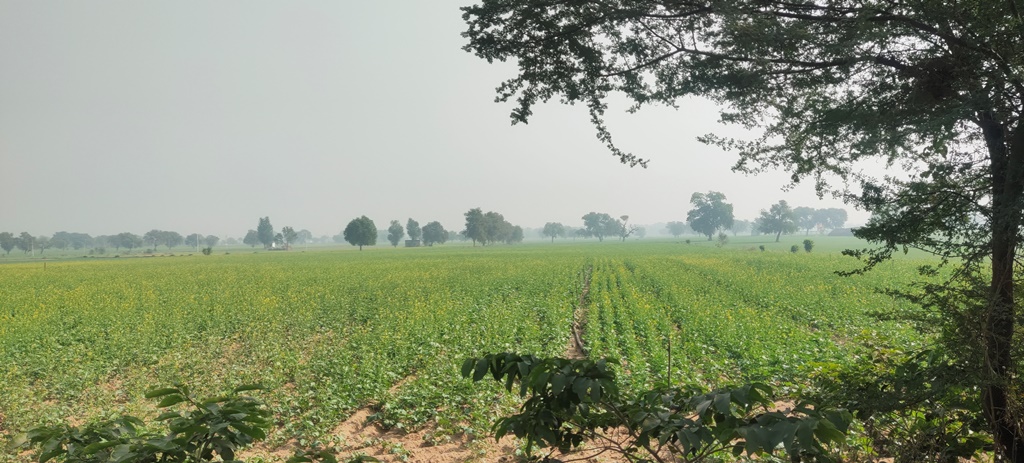 Cheap Agricultural Land For Sale Near Jatusana Rewari Haryana