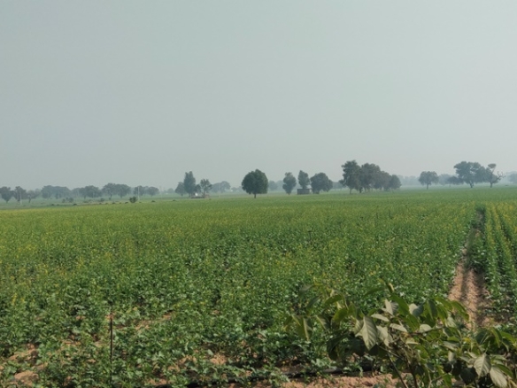 Cheap Agricultural Land For Sale Near Jatusana Rewari Haryana