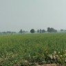 Cheap Agricultural Land For Sale Near Jatusana Rewari Haryana