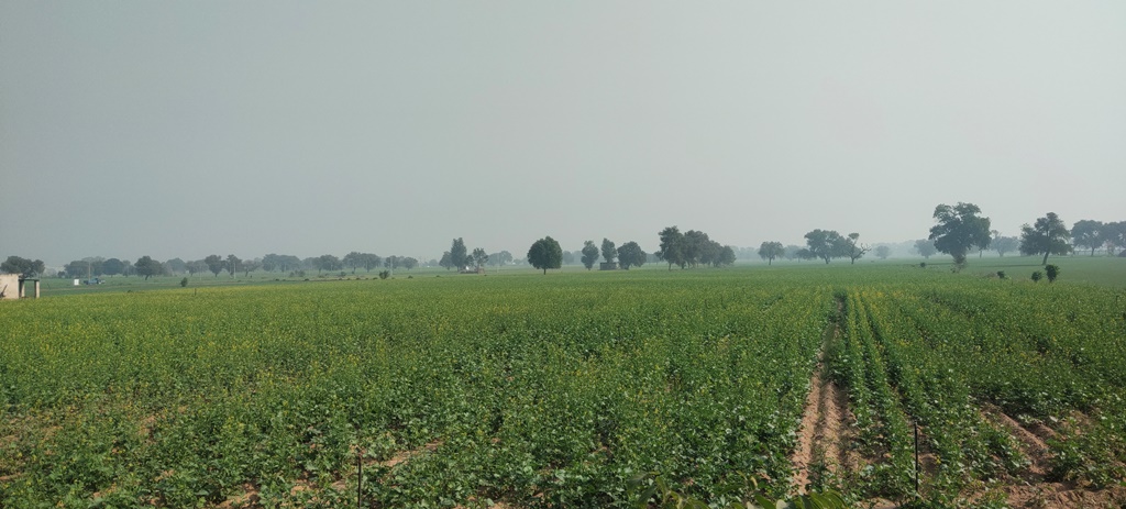 Cheap Agricultural Land For Sale Near Jatusana Rewari Haryana