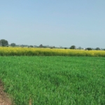 Farmhouse Land for Sale Near Pataudi Road Railway Station Gurgaon