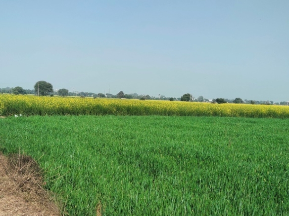 Farmhouse Land for Sale Near Pataudi Road Railway Station Gurgaon