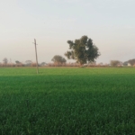 R Zone Land In Gurgaon For Sale At Pataudi Near NH 352W
