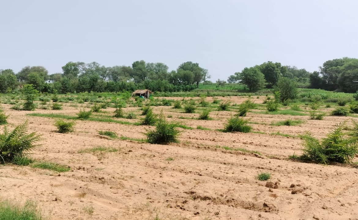 15 Acre Organic Certified Agriculture Farm For Sale only 6kms From NH-8 in Jaipur District of Rajasthan