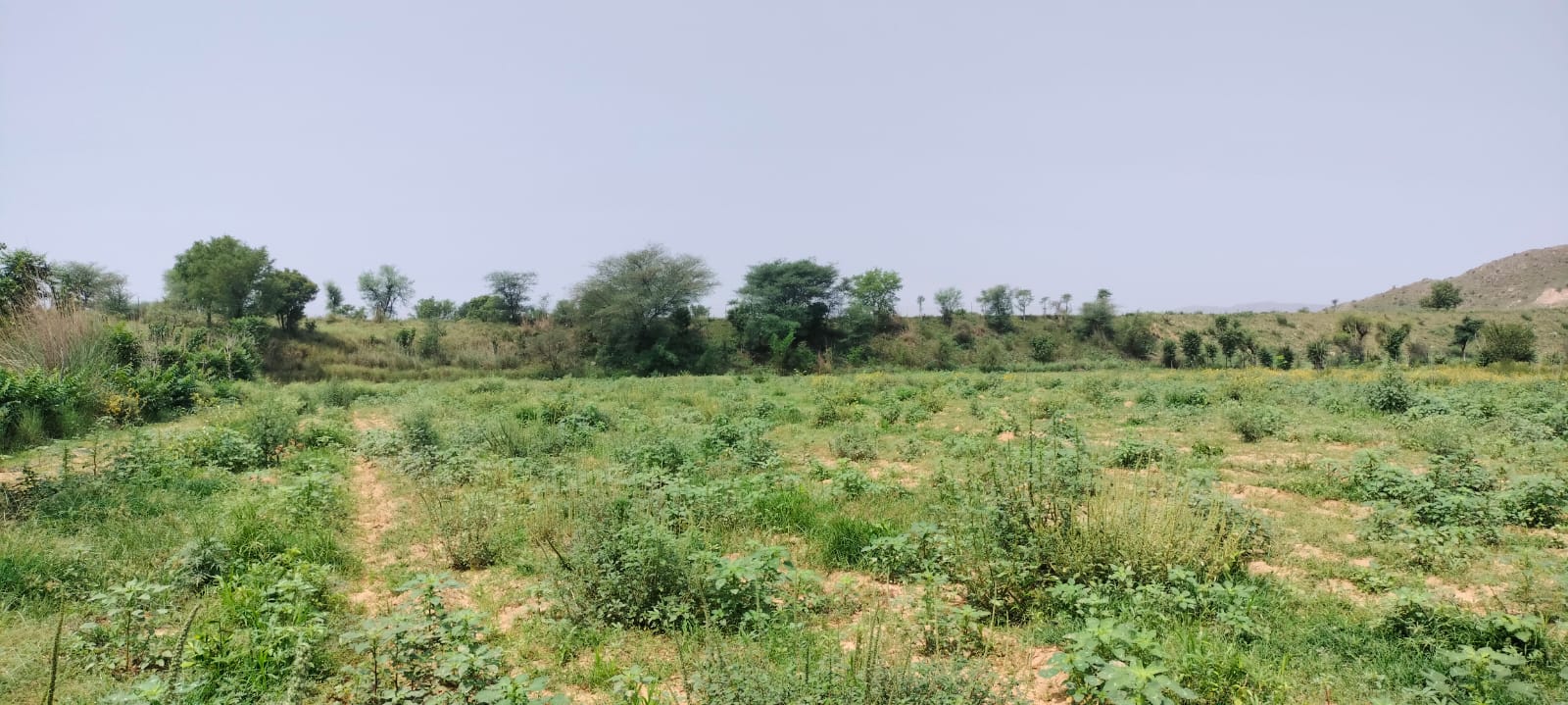 15 Acre Organic Certified Agriculture Farm For Sale only 6kms From NH-8 in Jaipur District of Rajasthan