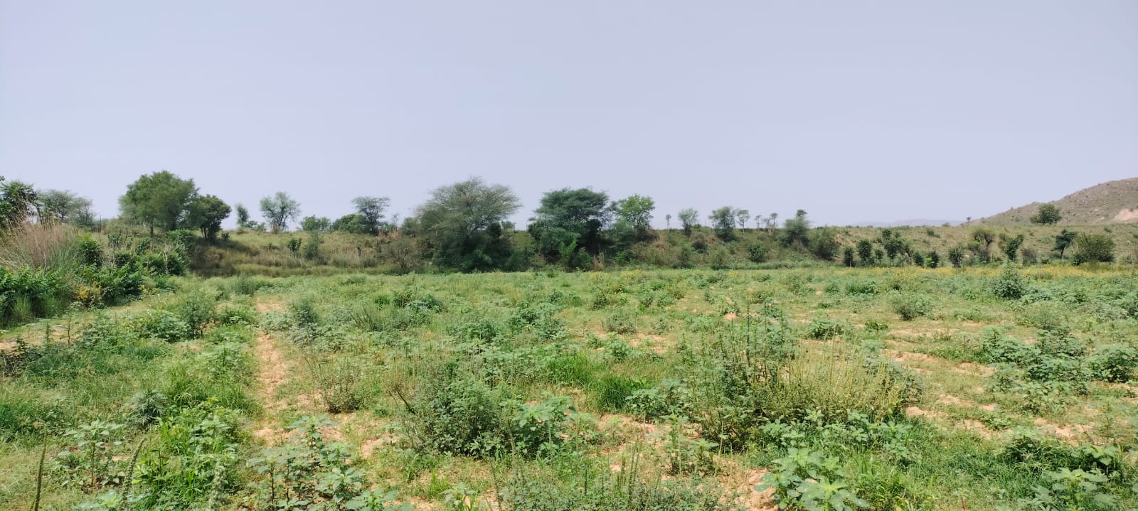 15 Acre Organic Certified Agriculture Farm For Sale only 6kms From NH-8 ...