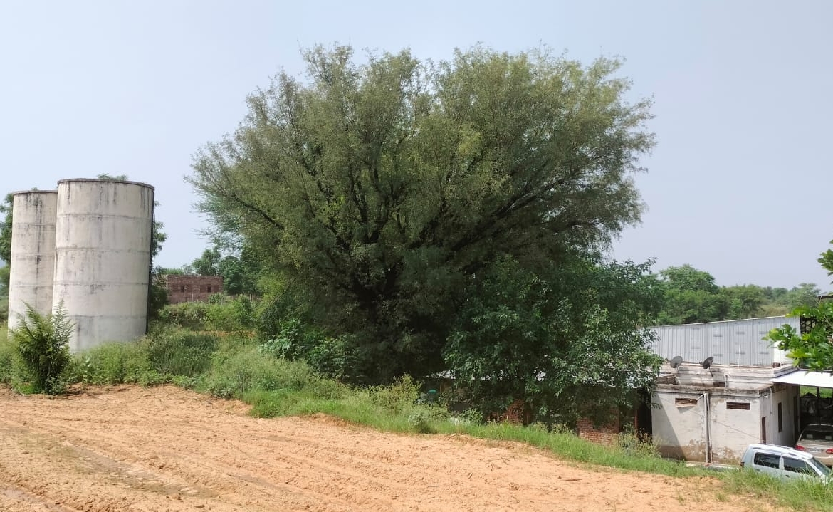 15 Acre Organic Certified Agriculture Farm For Sale only 6kms From NH-8 in Jaipur District of Rajasthan