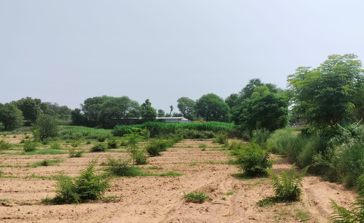 15 Acre Organic Certified Agriculture Farm For Sale only 6kms From NH-8 in Jaipur District of Rajasthan