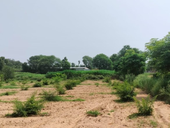 15 Acre Organic Certified Agriculture Farm For Sale only 6kms From NH-8 in Jaipur District of Rajasthan