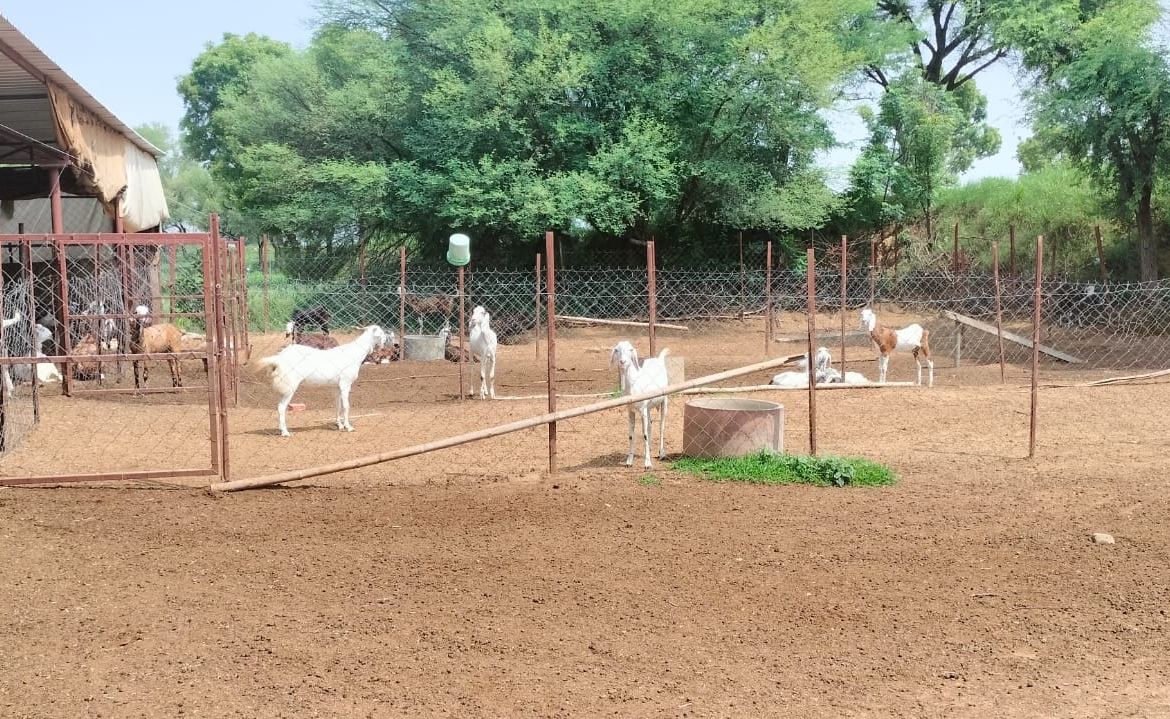 15 Acre Organic Certified Agriculture Farm For Sale only 6kms From NH-8 in Jaipur District of Rajasthan