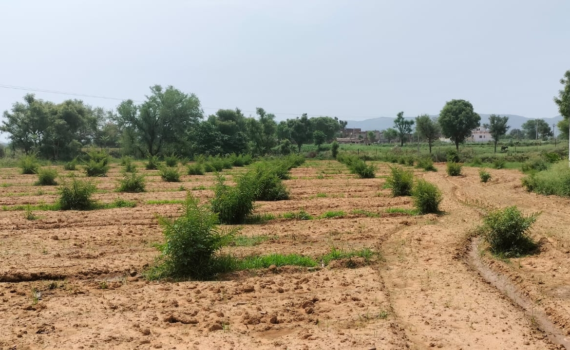 15 Acre Organic Certified Agriculture Farm For Sale only 6kms From NH-8 in Jaipur District of Rajasthan