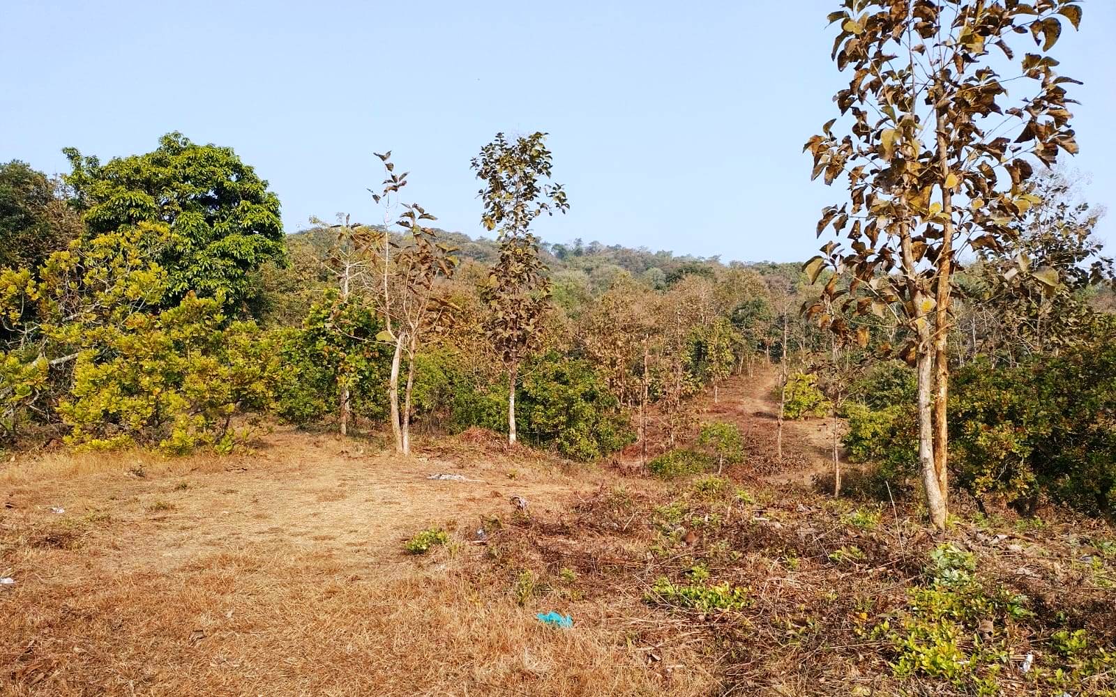 Sea Facing Land bank For Sale In Goa Beach Touch Property Prime Location For Hotel Resort or Bungalow Farmhouse project