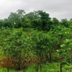 Agriculture Farm Land In Goa For Sale