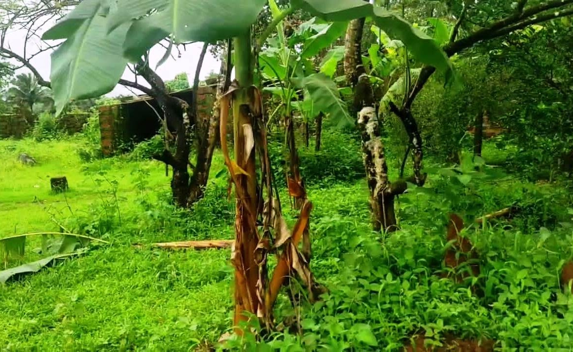 Agriculture Farm Land In Goa For Sale