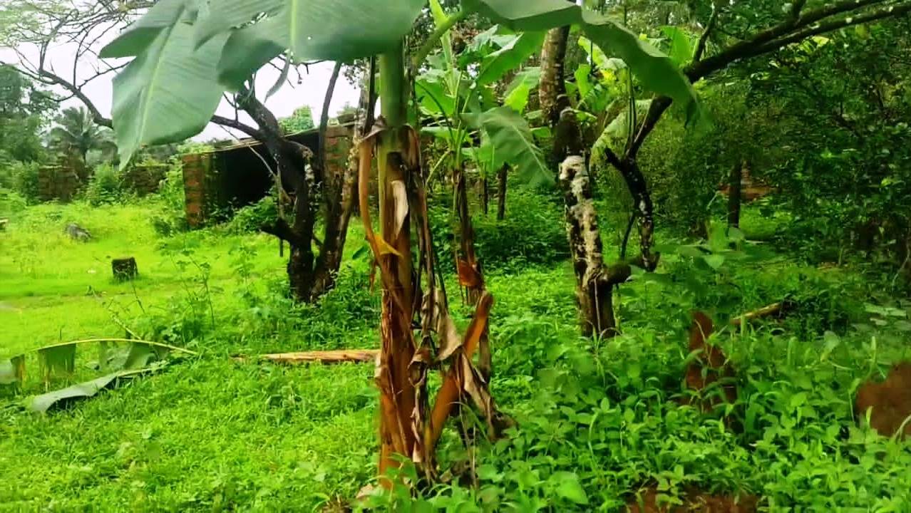 Agriculture Farm Land In Goa For Sale