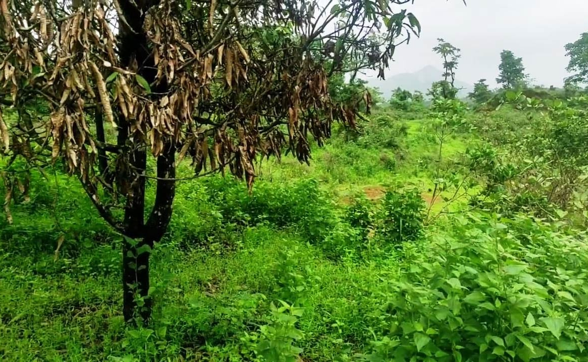 Agriculture Farm Land In Goa For Sale