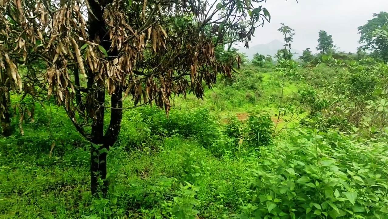 Agriculture Farm Land In Goa For Sale