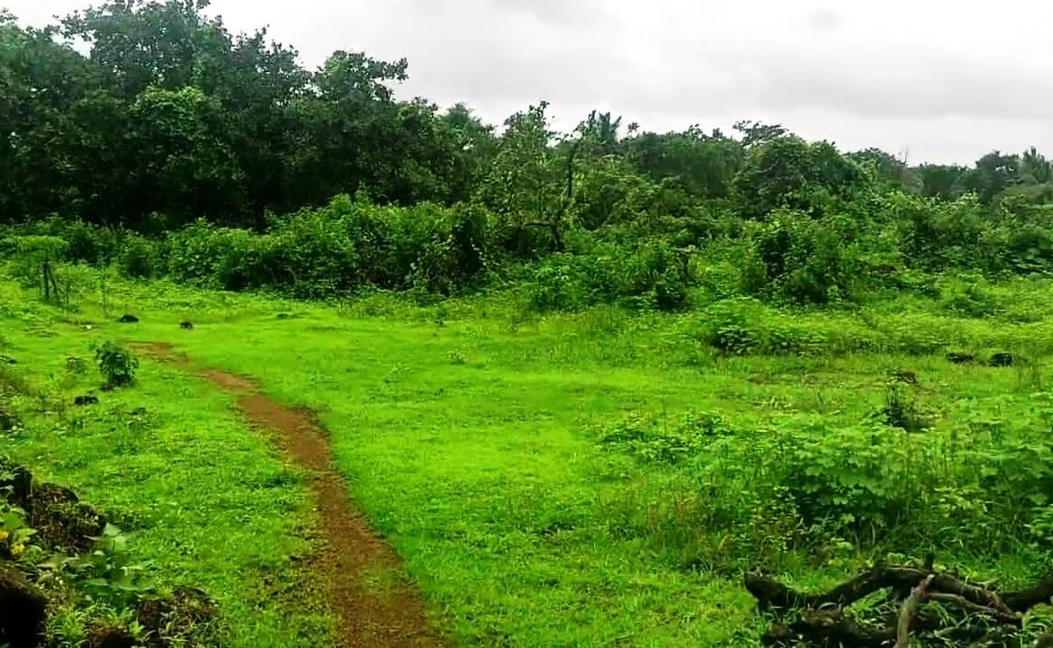 Agriculture Farm Land In Goa For Sale