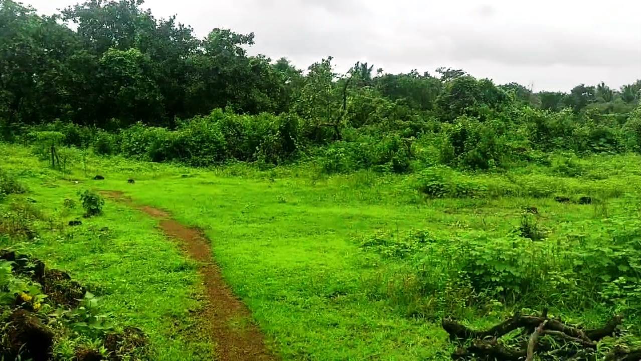 Agriculture Farm Land In Goa For Sale