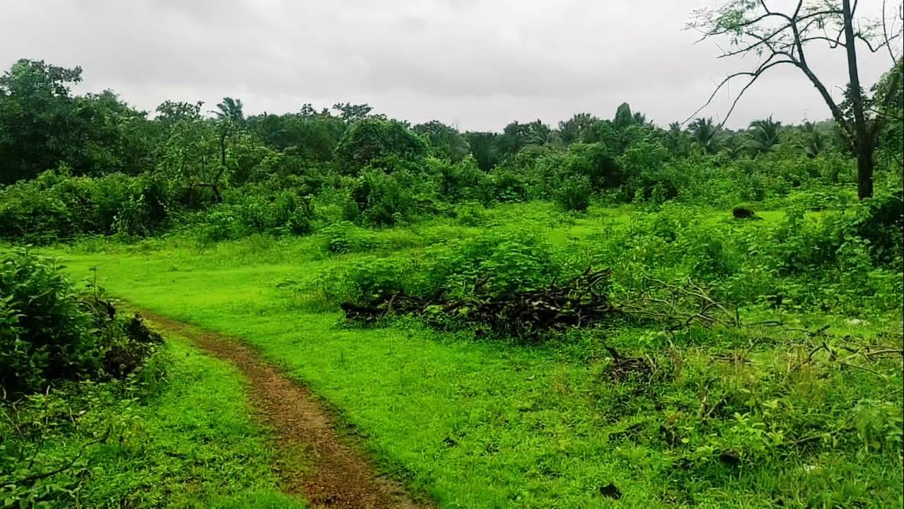 Agriculture Farm Land In Goa For Sale