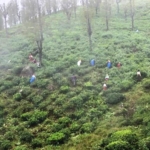 Ooty Tea Estate For Sale Factory Between Mysuru And Coimbatore With British Bungalow and 250 Acre Land