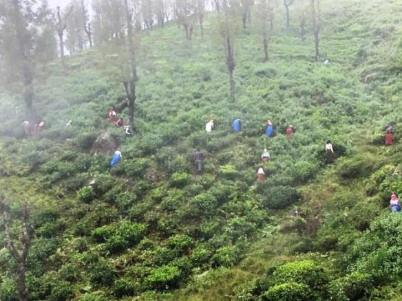 Ooty Tea Estate For Sale Factory Between Mysuru And Coimbatore With British Bungalow and 250 Acre Land