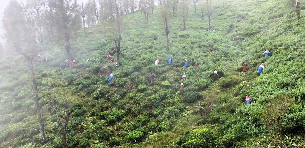 Ooty Tea Estate For Sale Factory Between Mysuru And Coimbatore With British Bungalow and 250 Acre Land