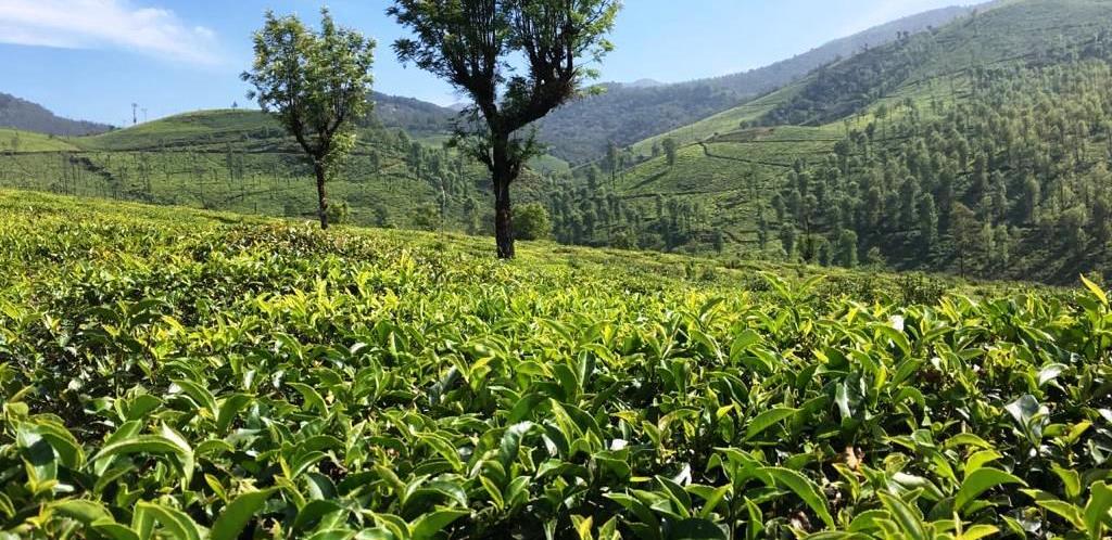 Ooty Tea Estate For Sale Factory Between Mysuru And Coimbatore With British Bungalow and 250 Acre Land