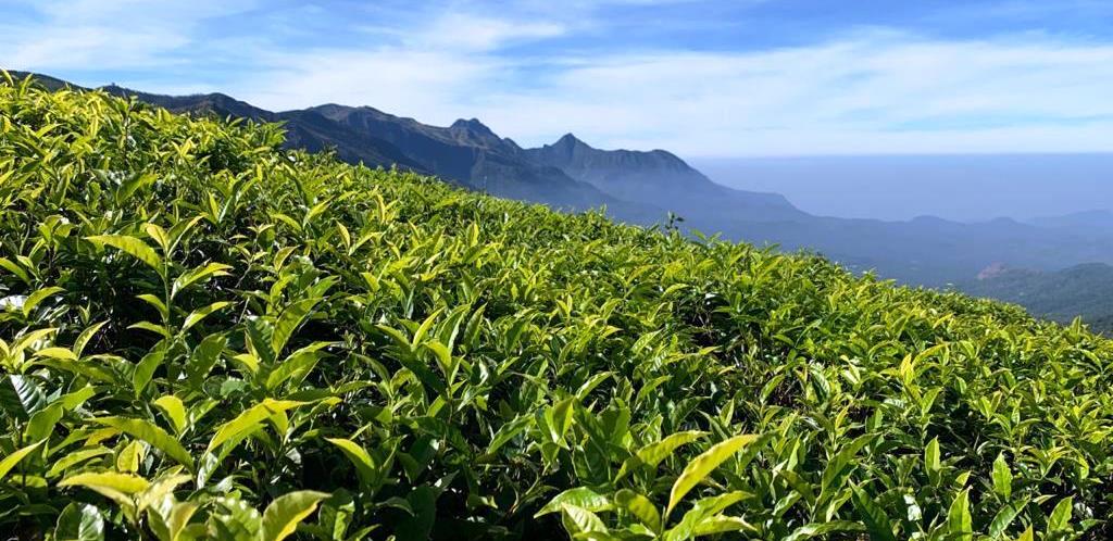 Ooty Tea Estate For Sale Factory Between Mysuru And Coimbatore With British Bungalow and 250 Acre Land