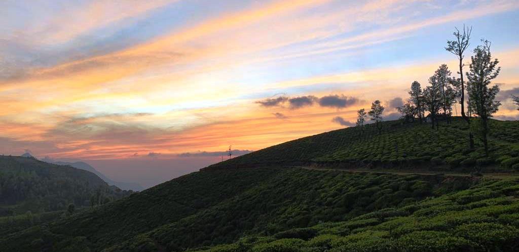 Ooty Tea Estate For Sale Factory Between Mysuru And Coimbatore With British Bungalow and 250 Acre Land