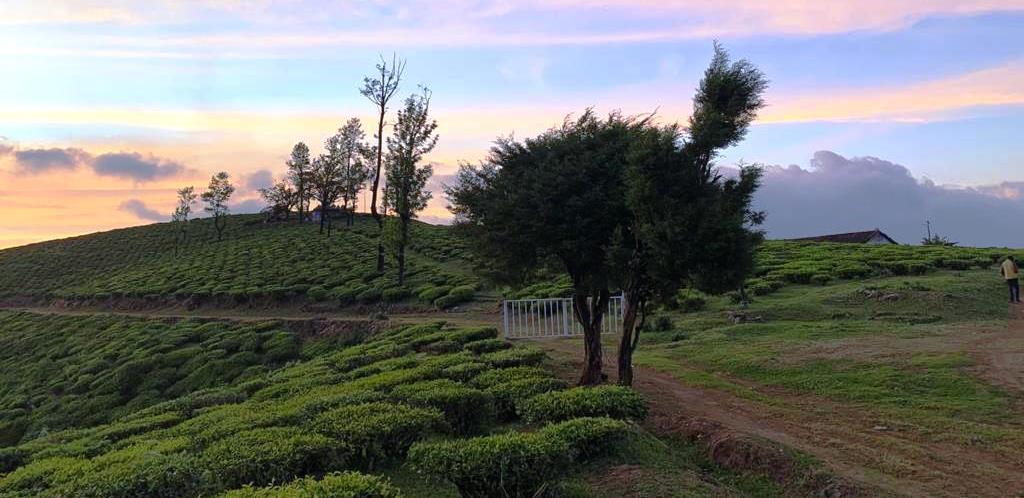 Ooty Tea Estate For Sale Factory Between Mysuru And Coimbatore With British Bungalow and 250 Acre Land