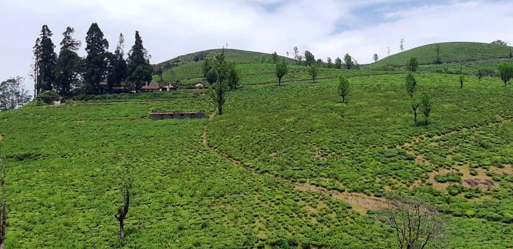 Ooty Tea Estate For Sale Factory Between Mysuru And Coimbatore With British Bungalow and 250 Acre Land