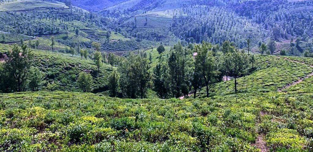 Ooty Tea Estate For Sale Factory Between Mysuru And Coimbatore With British Bungalow and 250 Acre Land