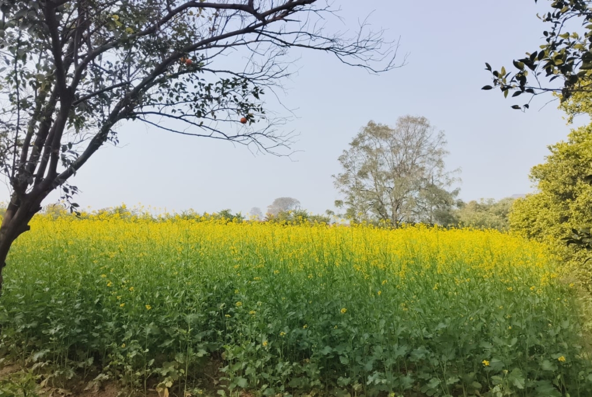 Agriculture Farm For Sale Tehsil Pataudi Distt Gurgaon Near Delhi Jaipur Highway