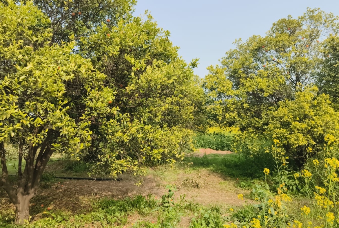 Agriculture Farm For Sale Tehsil Pataudi Distt Gurgaon Near Delhi Jaipur Highway