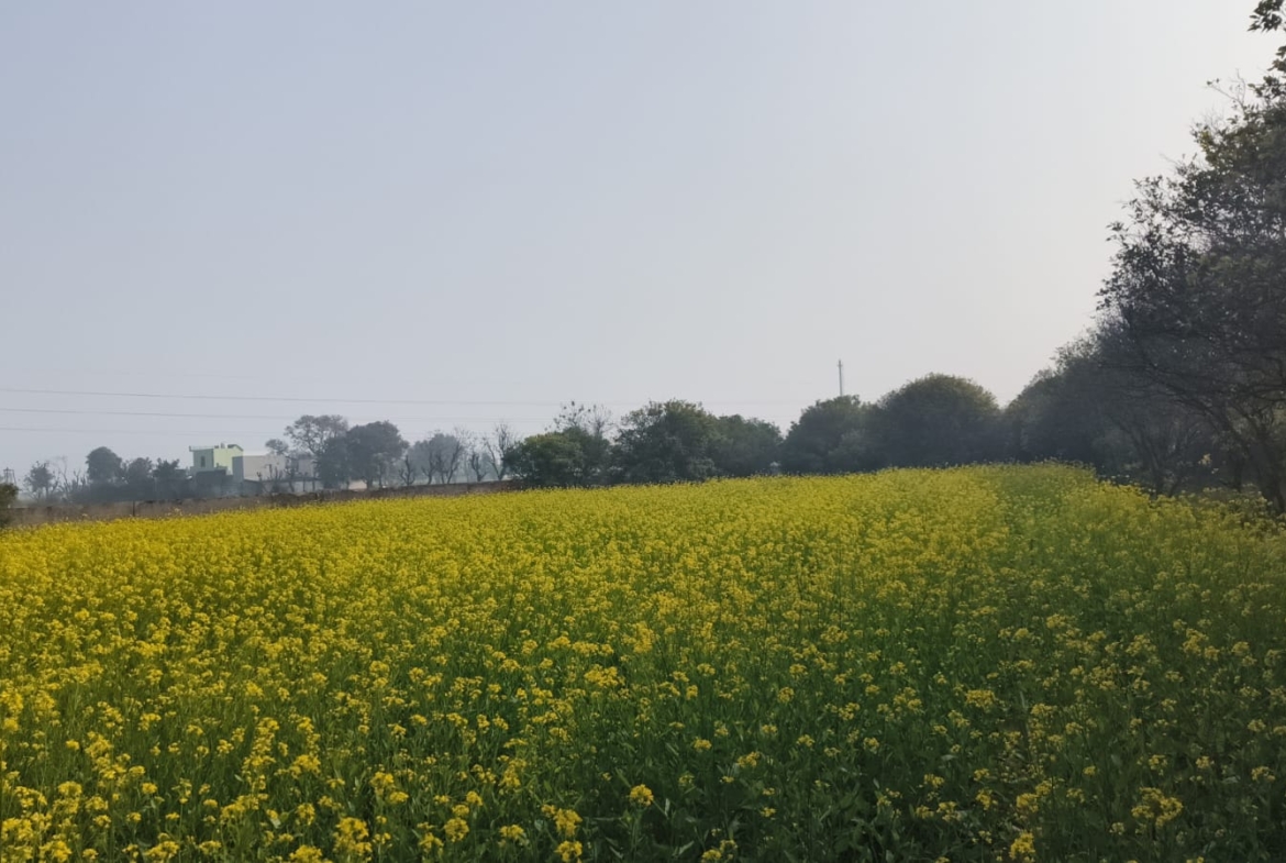 Agriculture Farm For Sale Tehsil Pataudi Distt Gurgaon Near Delhi Jaipur Highway