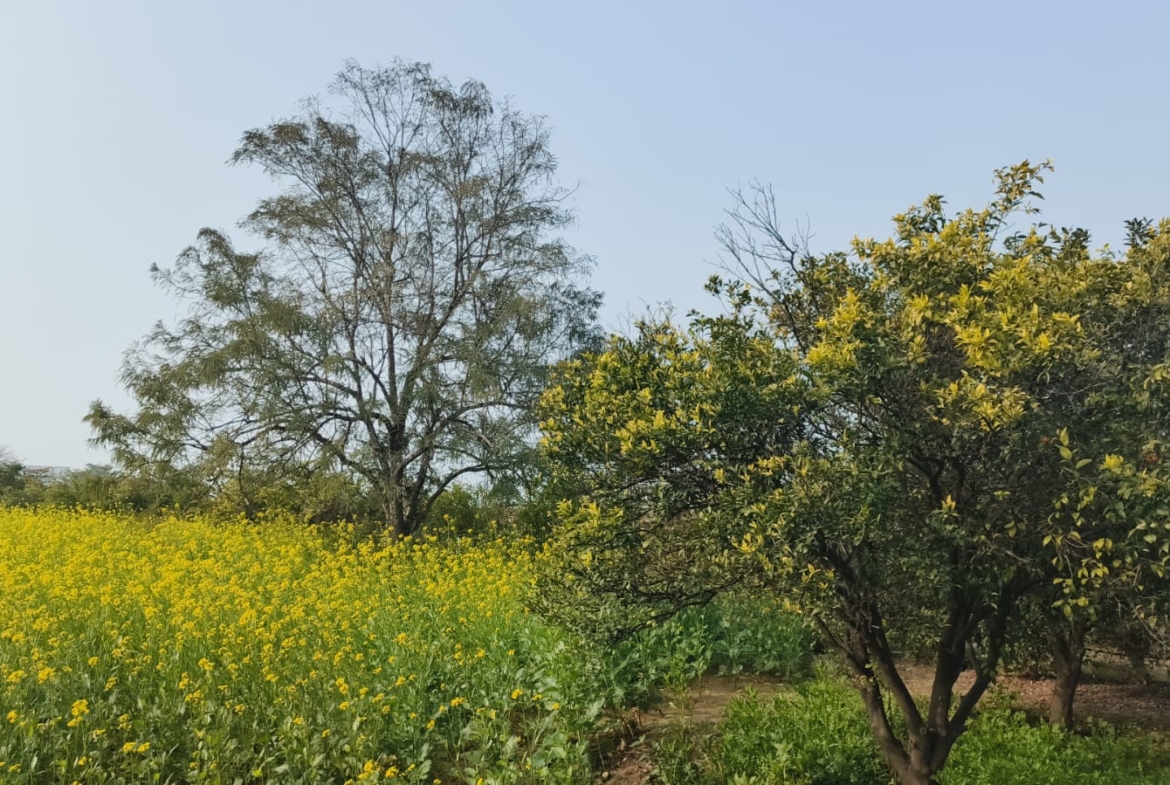 Agriculture Farm For Sale Tehsil Pataudi Distt Gurgaon Near Delhi Jaipur Highway