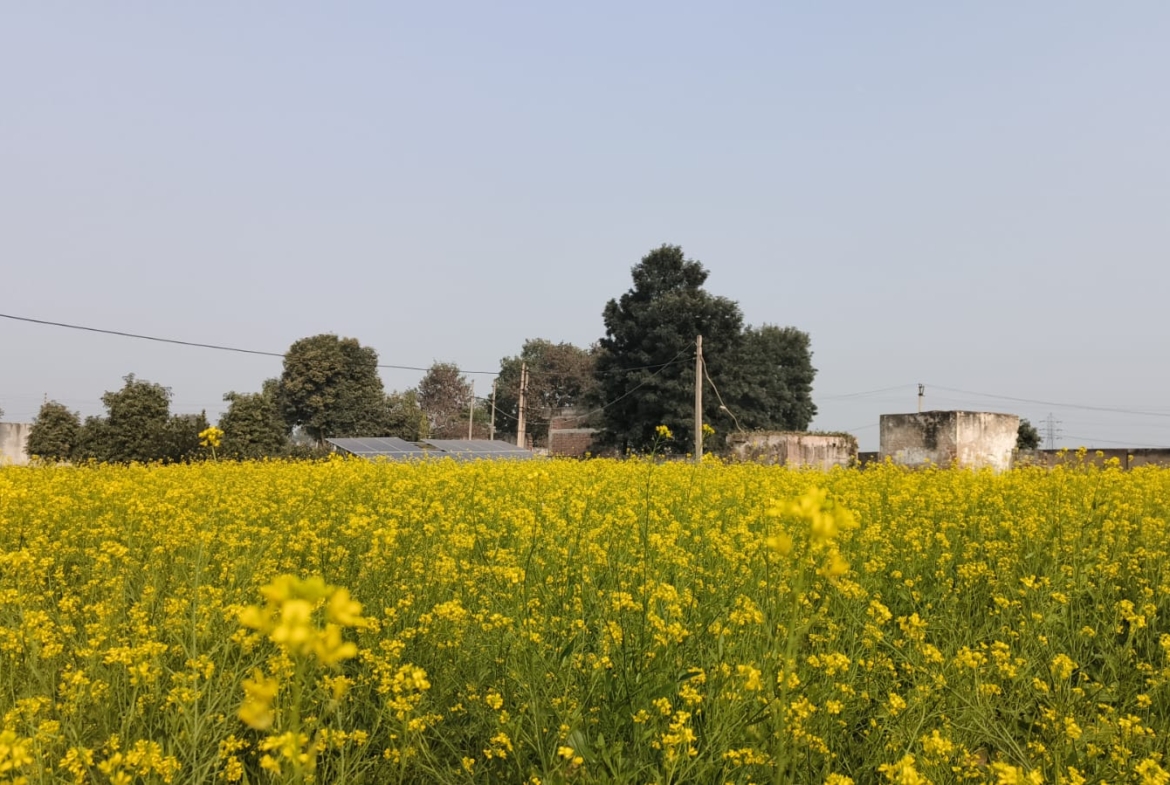 Agriculture Farm For Sale Tehsil Pataudi Distt Gurgaon Near Delhi Jaipur Highway
