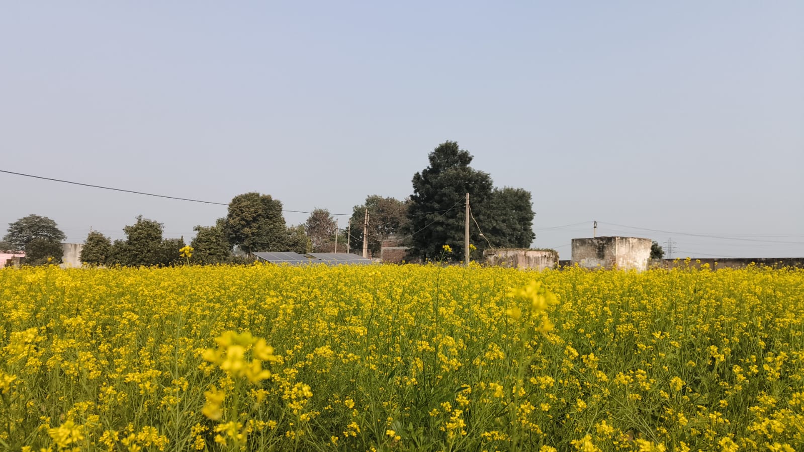 Agriculture Farm For Sale Tehsil Pataudi Distt Gurgaon Near Delhi Jaipur Highway