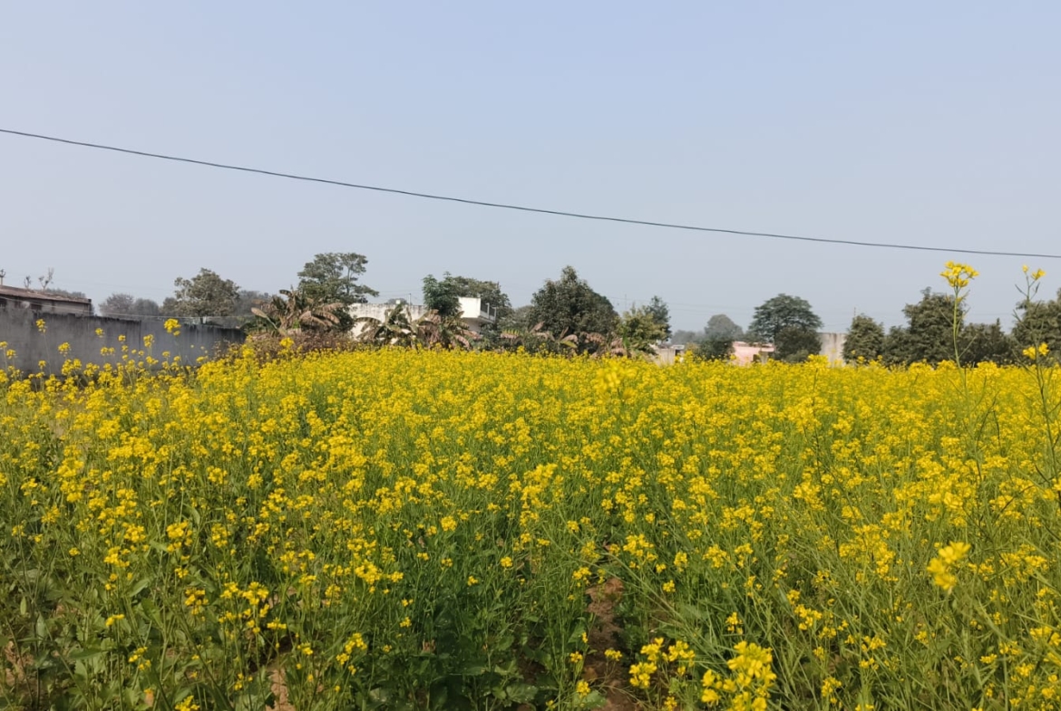 Agriculture Farm For Sale Tehsil Pataudi Distt Gurgaon Near Delhi Jaipur Highway