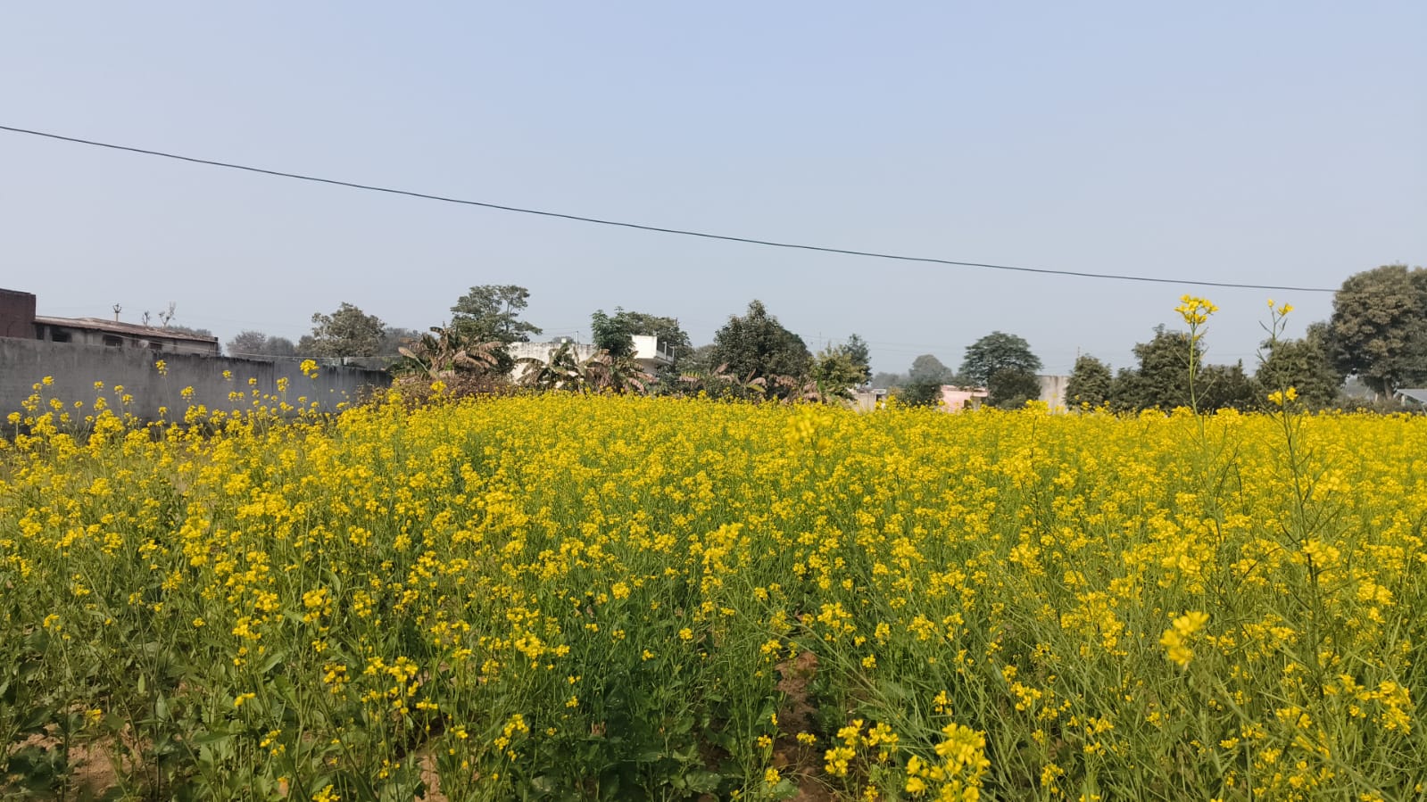 Agriculture Farm For Sale Tehsil Pataudi Distt Gurgaon Near Delhi Jaipur Highway