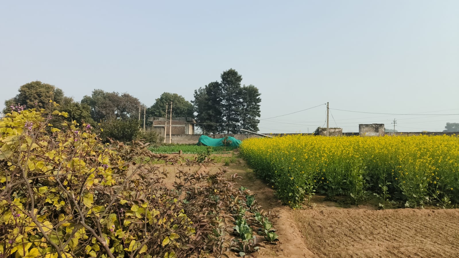 Agriculture Farm For Sale Tehsil Pataudi Distt Gurgaon Near Delhi Jaipur Highway